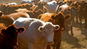Exportación de ganado a EE.UU. se reanudará el 8 de septiembre, anuncia la Unión ganadera de Sonora