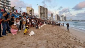 Mazatlán liberará 280 crías de tortuga golfina este jueves